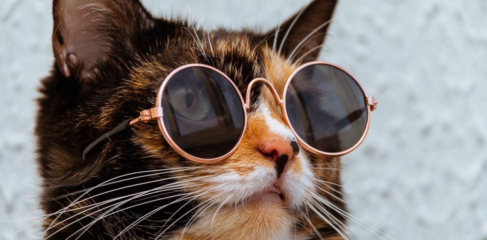 Round Circle Glasses on a cute cat